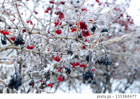 Red winter berries on icy, snow-covered tree branches. Vibrant frozen nature. 135368477