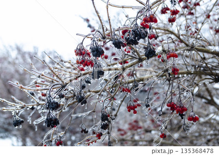 Beautiful snow-capped berries on frozen trees in a winter park. Bright seasonal contrast. 135368478
