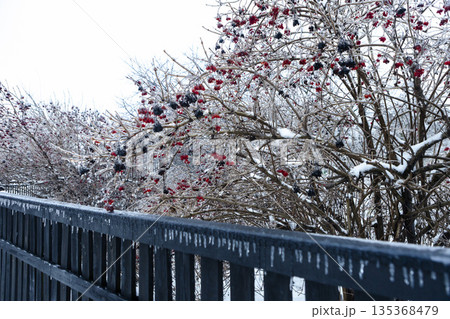 Icy tree branches with red berries under fresh white snow. Serene winter landscape. 135368479