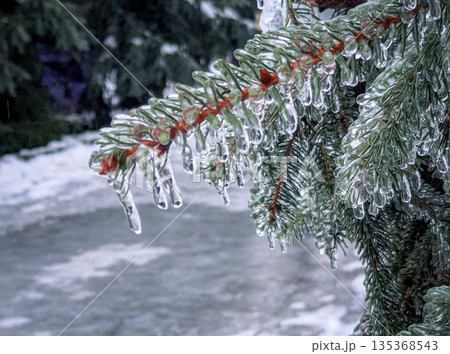 Majestic snow-laden coniferous trees in a winter park. Icy forest atmosphere. 135368543