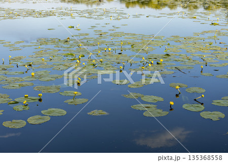 Beautiful yellow water lilies are blooming in the river Beautiful yellow water lilies are blooming in the river 135368558