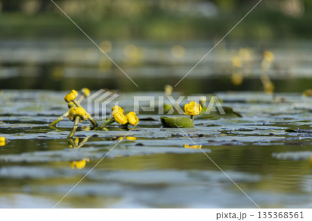 Water lilies cover the river with soft yellow color. 135368561