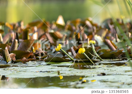 Blooming lilies add warmth to the calm river. Blooming lilies add warmth to the calm river. 135368565