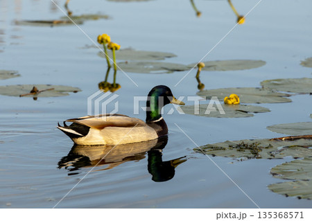 Yellow water lilies bloom on the calm river while ducks float gently between green leaves. Yellow water lilies bloom on the calm river while ducks float gently between green leaves. 135368571