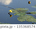 Yellow petals float calmly on river water. 135368574