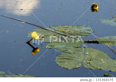 Yellow petals float calmly on river water. 135368574