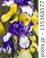 Blooming purple iris close-up. Natural background. 135368577