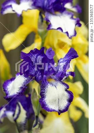 Blooming purple iris close-up. Natural background. 135368577