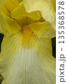 Blooming yellow iris close-up. Natural background. 135368578