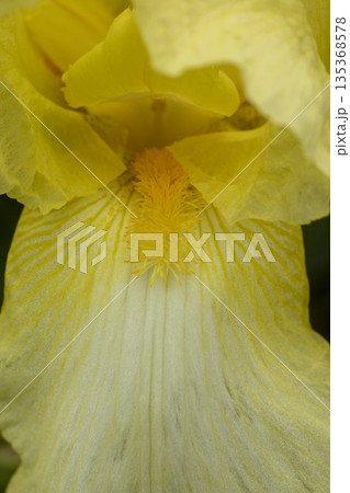 Blooming yellow iris close-up. Natural background. Blooming yellow iris close-up. Natural background. 135368578
