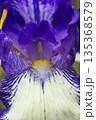 Blooming purple iris close-up. Natural background. 135368579