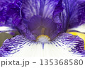 Blooming purple iris close-up. Natural background. 135368580