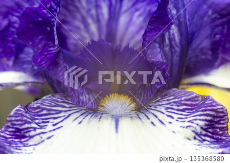 Blooming purple iris close-up. Natural background. 135368580