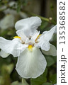 Blooming white iris close-up. Natural background. 135368582