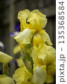 Blooming yellow iris close-up. Natural background. 135368584