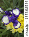 Blooming purple iris close-up. Natural background. 135368586
