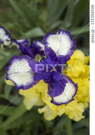 Blooming purple iris close-up. Natural background. 135368586