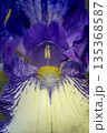 Blooming purple iris close-up. Natural background. 135368587