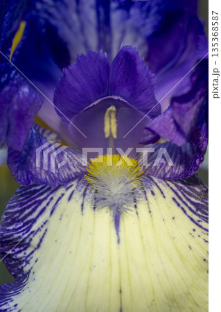 Blooming purple iris close-up. Natural background. Blooming purple iris close-up. Natural background. 135368587