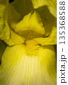 Blooming yellow iris close-up. Natural background. 135368588
