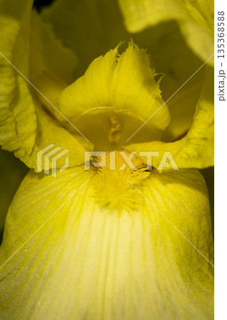 Blooming yellow iris close-up. Natural background. 135368588