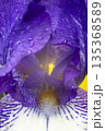 Blooming purple iris close-up. Natural background. 135368589