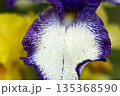 Blooming purple iris close-up. Natural background. 135368590