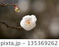 白梅 135369262