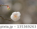 白梅 135369263