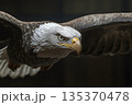 Close up view of a majestic bald eagle soaring with outstretched wings against a dark backdrop, showcasing its powerful presence 135370478