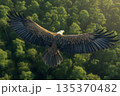 Bald eagle with wide spread wings flying over a dense, sunlit forest, showcasing freedom and power in nature 135370482