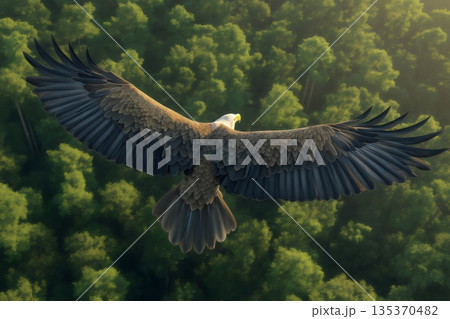 Bald eagle with wide spread wings flying over a dense, sunlit forest, showcasing freedom and power in nature 135370482