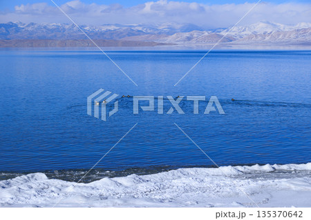 Ruddy Shell Ducks swimming and fishing on the lake in Tibet, China Ruddy Shell Ducks swimming and fishing on the lake in Tibet, China 135370642