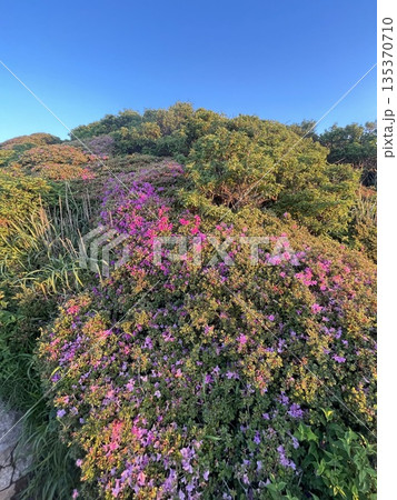 ミヤマキリシマ深山霧島の咲く山 135370710