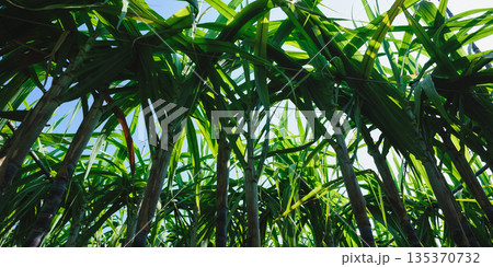 Sugarcane crops grow in field Sugarcane crops grow in field 135370732