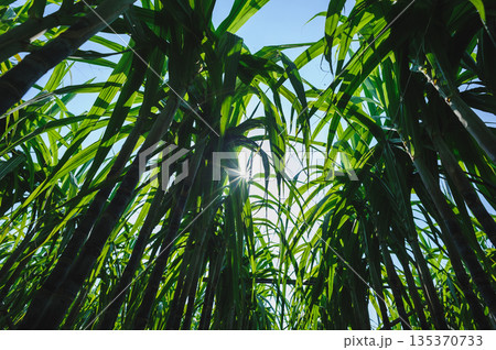 Sugarcane crops grow in field Sugarcane crops grow in field 135370733