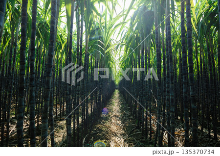 Sugarcane crops  grow in field 135370734