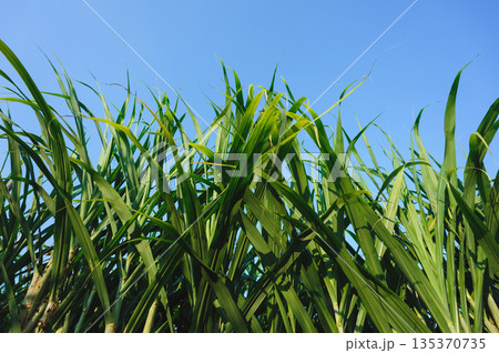 Sugarcane crops grow in field Sugarcane crops grow in field 135370735