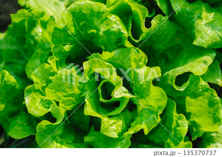 Green lettuce in growth at vegetable garden Green lettuce in growth at vegetable garden 135370737