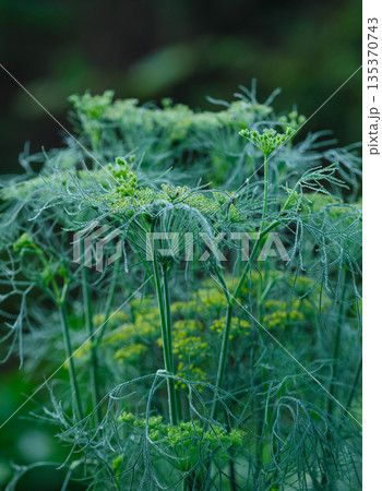 Fennel (Foeniculum vulgare) in growth at garden Fennel (Foeniculum vulgare) in growth at garden 135370743
