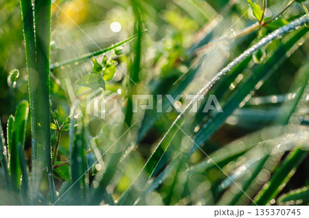 Green chives leaves in growth at vegetable garden Green chives leaves in growth at vegetable garden 135370745