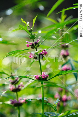 Leonurus sibiricus flowers in spring garden 135370746
