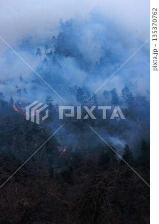 Forest fires and the destruction of trees Forest fires and the destruction of trees 135370762