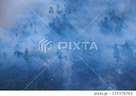 Forest fires and the destruction of trees Forest fires and the destruction of trees 135370763