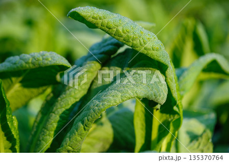 Green lettuce in growth at vegetable garden 135370764
