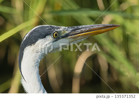 餌を探すアオサギ 135371352