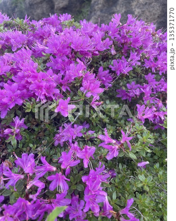 ミヤマキリシマ 深山霧島 ツツジ ミヤマキリシマ 深山霧島 ツツジ 135371770