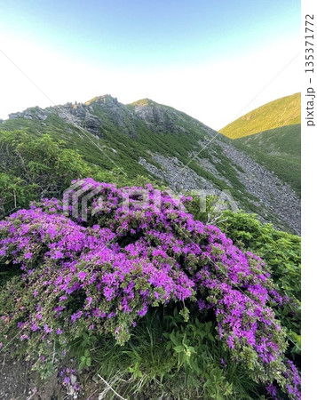 ミヤマキリシマの迎える朝 135371772
