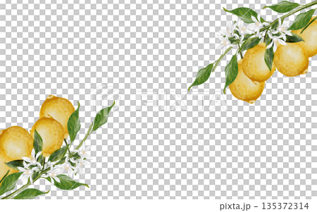 A branch with lemons watercolor frame. Hand drawn tropical sour fruit. Clip art of juicy yellow lime. Citrus on isolated white background. Ideal for logo and packaging of natural cosmetics, household 135372314