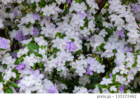 非常に良い香りのアメリカジャスミンの花 135372462